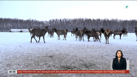 Марал тұқымы ұсақталып барады