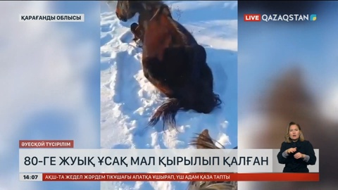 Қарағанды облысында 80-ге жуық ұсақ мал қырылып қалған