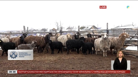 Елімізде еңбек нарығында 500-ден астам мал дәрігерінің орны бос тұр