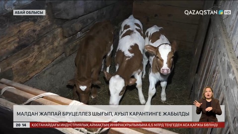 Абай облысында малдан жаппай бруцеллез шығып, ауыл карантинге жабылды