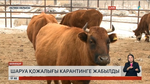 Ақтөбе облысында сиырлардан қарасан ауруы шықты