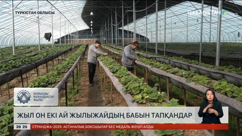 Жыл он екі ай жылыжайдың бабын тапқандар