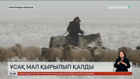 Қарағанды облысында ұсақ мал қырылып қалды