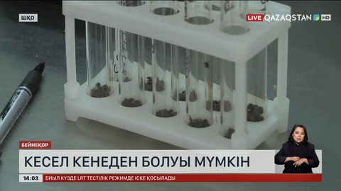 Шығыс Қазақстанда кене көбейді