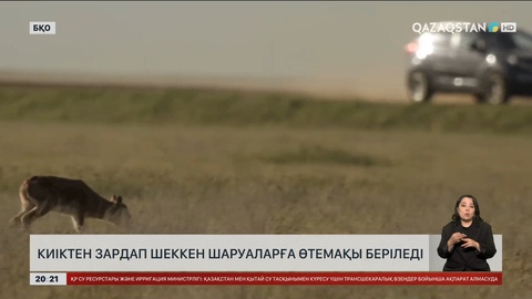 Киіктен зардап шеккен шаруаларға өтемақы беріледі