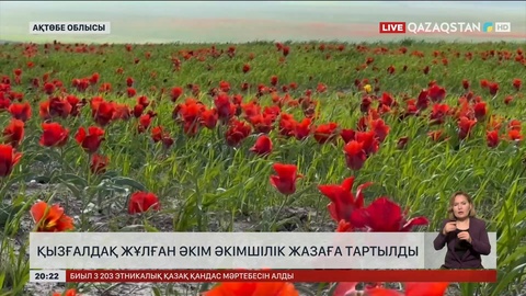 Ақтөбеде қызғалдақ жұлған әкім әкімшілік жазаға тартылды