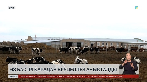 Қостанай мен СҚО-да 578 сиырдан бруцеллез анықталған