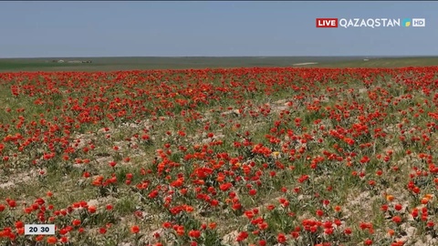 Түркістан облысында дала қызғалдағы гүлдеді