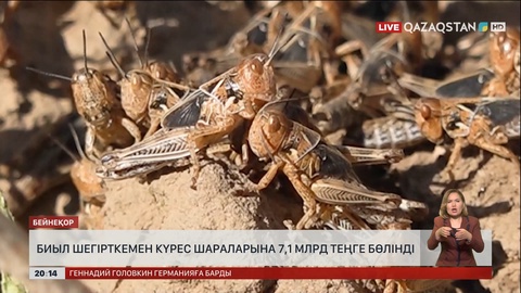 Биыл Қазақстанда шегірткемен күрес шараларына 7,1 млрд теңге бөлінді