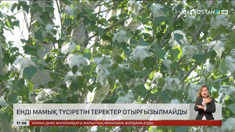 Енді Астанада мамық түсіретін теректер отырғызылмайды