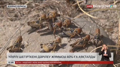 Жамбыл облысында шегірткелерді улау 40% аяқталды