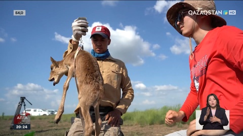 Киік басының көбеюі: Шаруалар неге алаңдаулы?