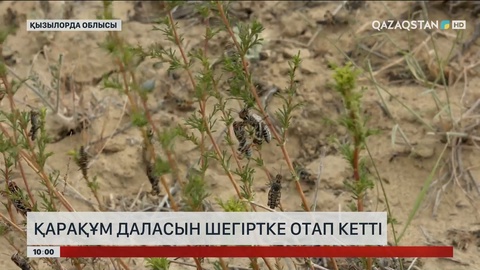 Қызылорда облысында Қарақұм даласын шегіртке отап кетті
