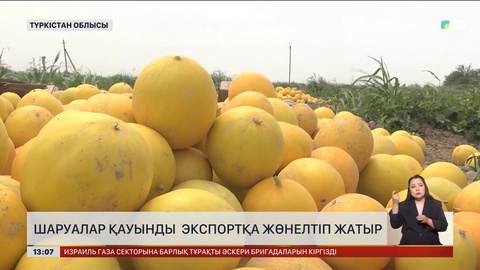 Түркістан облысында шаруалар ерте піскен қауындарды экспортқа жөнелте бастады