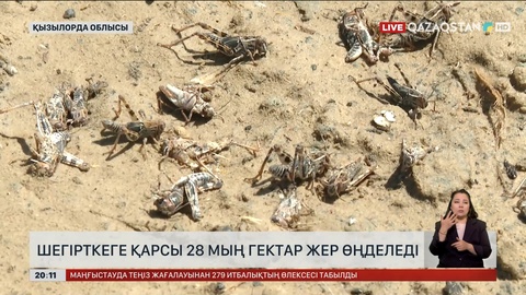 Арал ауданында шегірткеге қарсы 28 мың гектар жер өңделеді