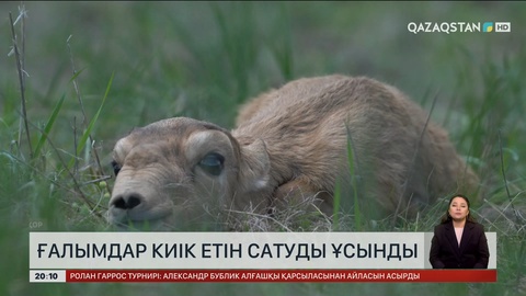 Ғалымдар киік етін сатуды ұсынды