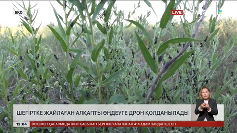 БҚО-да шегірткені улауға дрон қолданылады