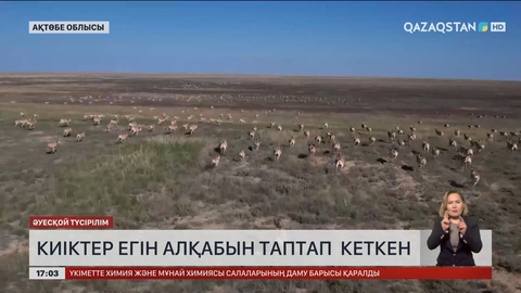 Ақтөбе облысында мыңдаған киік егін алқабын таптап кеткен