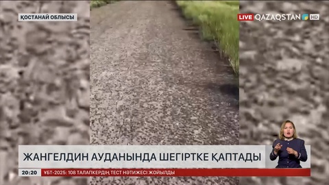 Қостанай облысында шегіртке қаптады