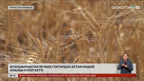 Түркістан облысында қуаңшылықтан 49 мың гектардан астам бидай алқабы күйіп кетті