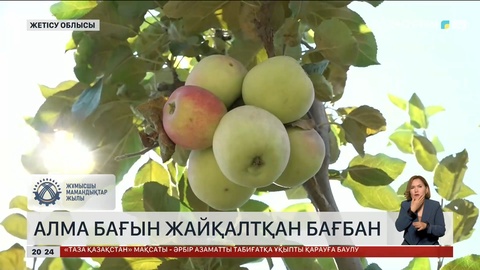 Еңбек адамы: Алма бағын жайқалтқан бағбан