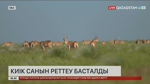 Батыс Қазақстанда киік санын реттеу басталды