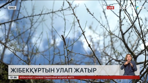 ШҚО-да жібекқұрт қаптаған аумақтарды улау жұмысы басталды