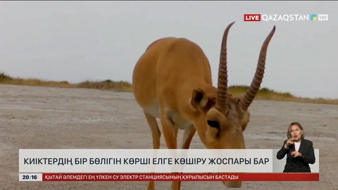 Киіктердің бір бөлігін көрші елге көшіру жоспары бар