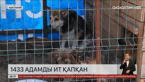 Биыл Қостанай облысында жарты жыл ішінде 1433 адамды ит қапқан