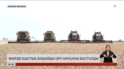 Ақмола облысында қыстық бидайды ору науқаны басталды