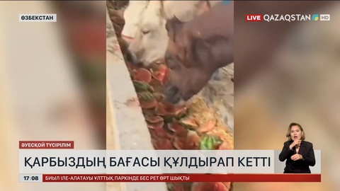 Өзбекстанда қарбыздың бағасы құлдырап кетті