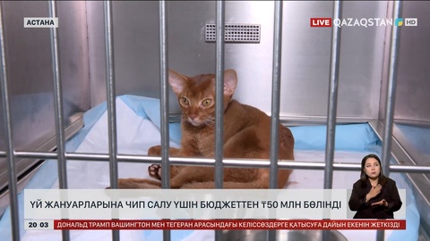 Елімізде үй жануарларына чип салу үшін бюджеттен 50 млн теңге бөлінді