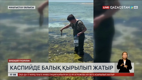 Каспийде балық қырылып жатыр