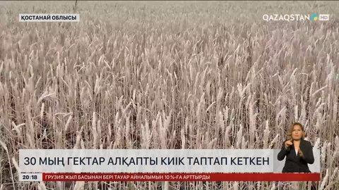 Қостанай облысында 30 мың гектар алқапты киік таптап кеткен