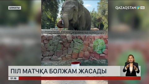 Алматылық піл матчқа болжам жасады