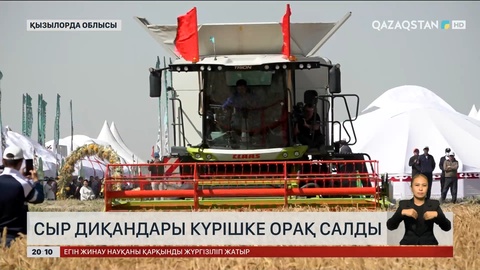 Сыр диқандары күрішке орақ салды