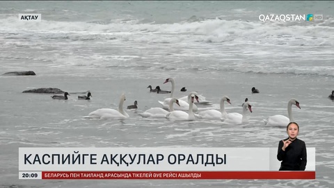 Ақтауға аққулар оралды