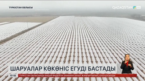 Оңтүстіктегі шаруалар көкөніс еге бастады