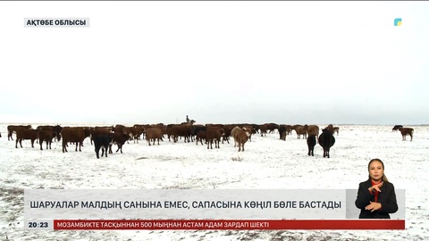 Ақтөбеде шаруалар малдың санына емес, сапасына көңіл бөле бастады