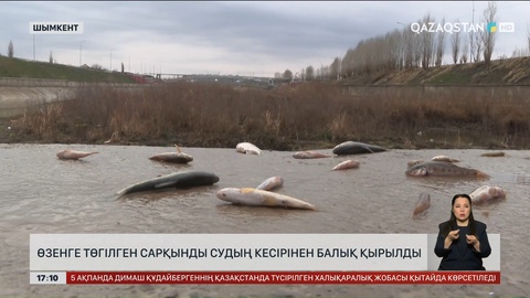 Шымкент іргесіндегі Бадам өзенінде балық қырылды
