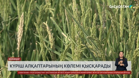  Күріштің көлемі қысқарады