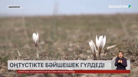 Оңтүстікте бәйшешек гүлдеді