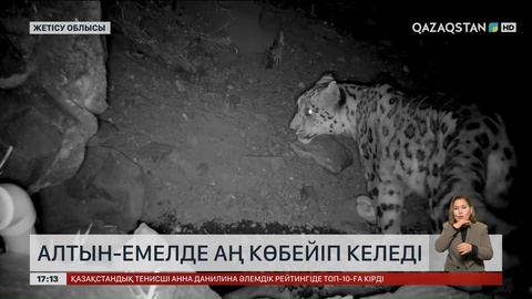 Алтынемелде аң көбейіп келеді