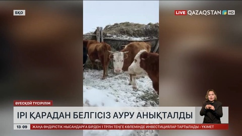 БҚО-да 263 бас сиыр белгісіз ауруға шалдыққан