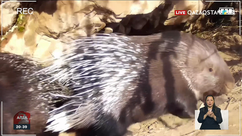 Іле Алатауы паркінде 3 үнді жайрасы фототұзаққа түсіп қалған