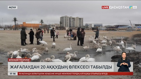 Маңғыстауда 20 аққудың өлексесі табылды