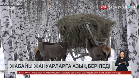 СҚО-да түз тағыларын қолдан жемдеу маусымы басталды