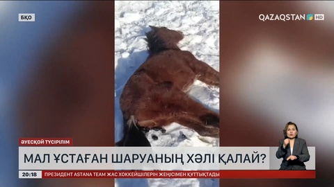 Мал ұстаған шаруаның хәлі қалай?