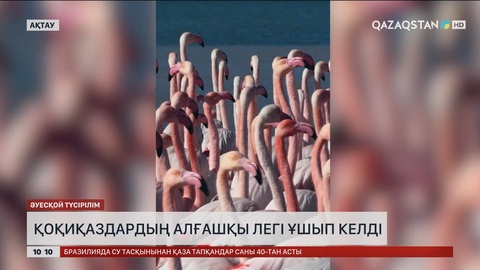 Қоқиқаздардың алғашқы легі ұшып келді