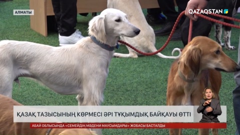 Қазақ тазысының көрмесі әрі тұқымдық байқауы өтті
